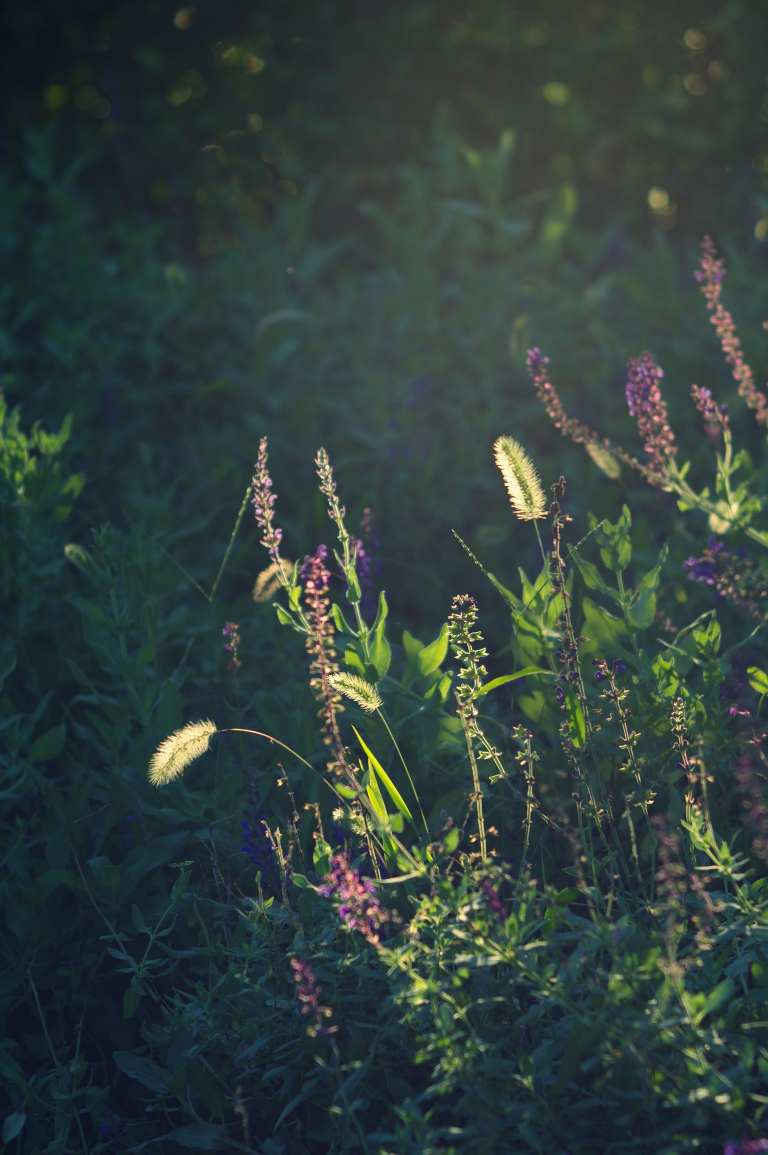Sunlight catching delicate grasses and flowering stems in a layered border